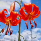 LILY - Lilium Pumilum
