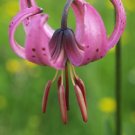 LILY - Lily Martagon