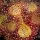 CARNIVOROUS - Drosera Tokaiensis