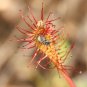 CARNIVOROUS - Drosera Tokaiensis