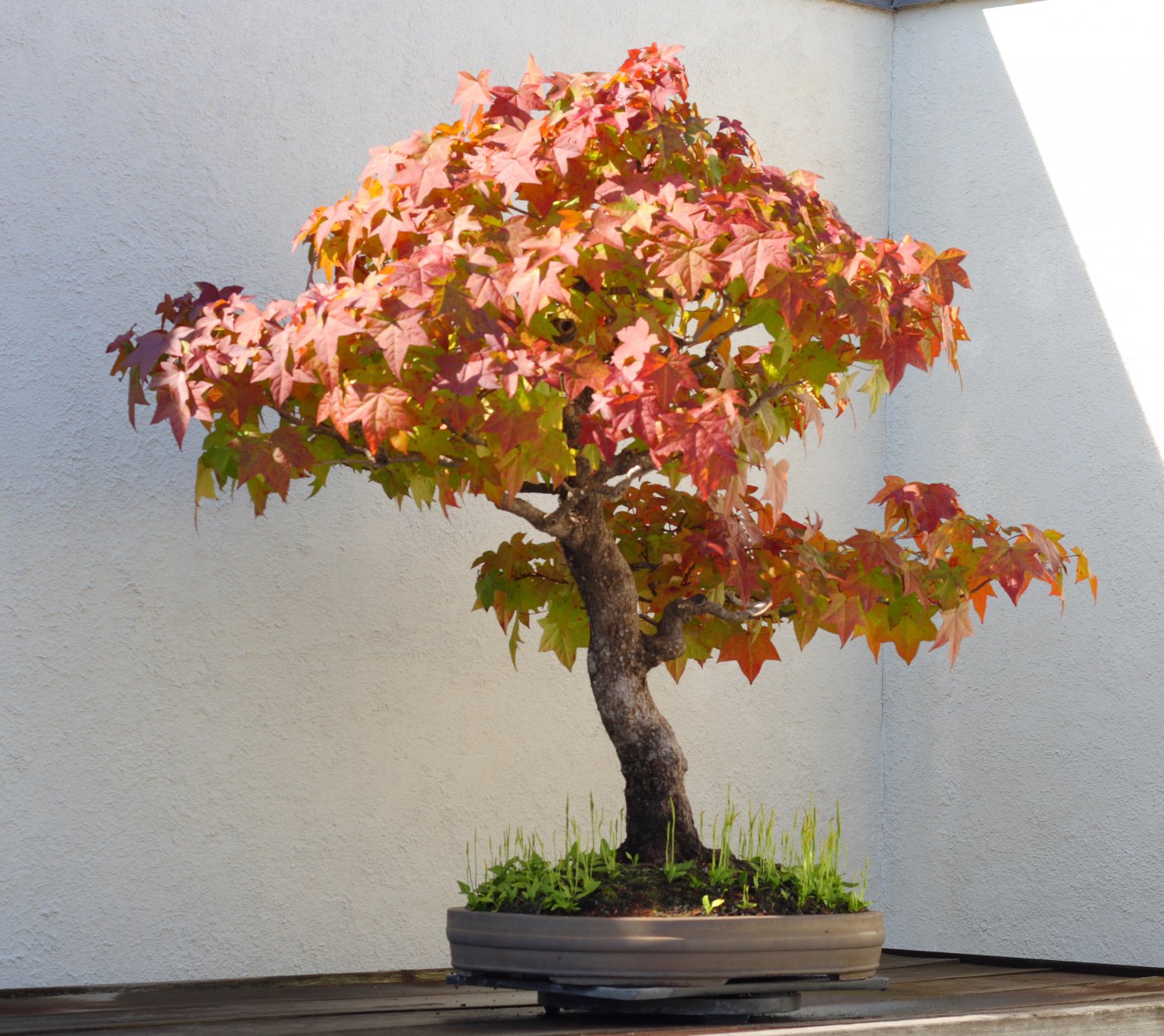 BONSAI - Sweet Gum