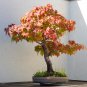 BONSAI - Sweet Gum