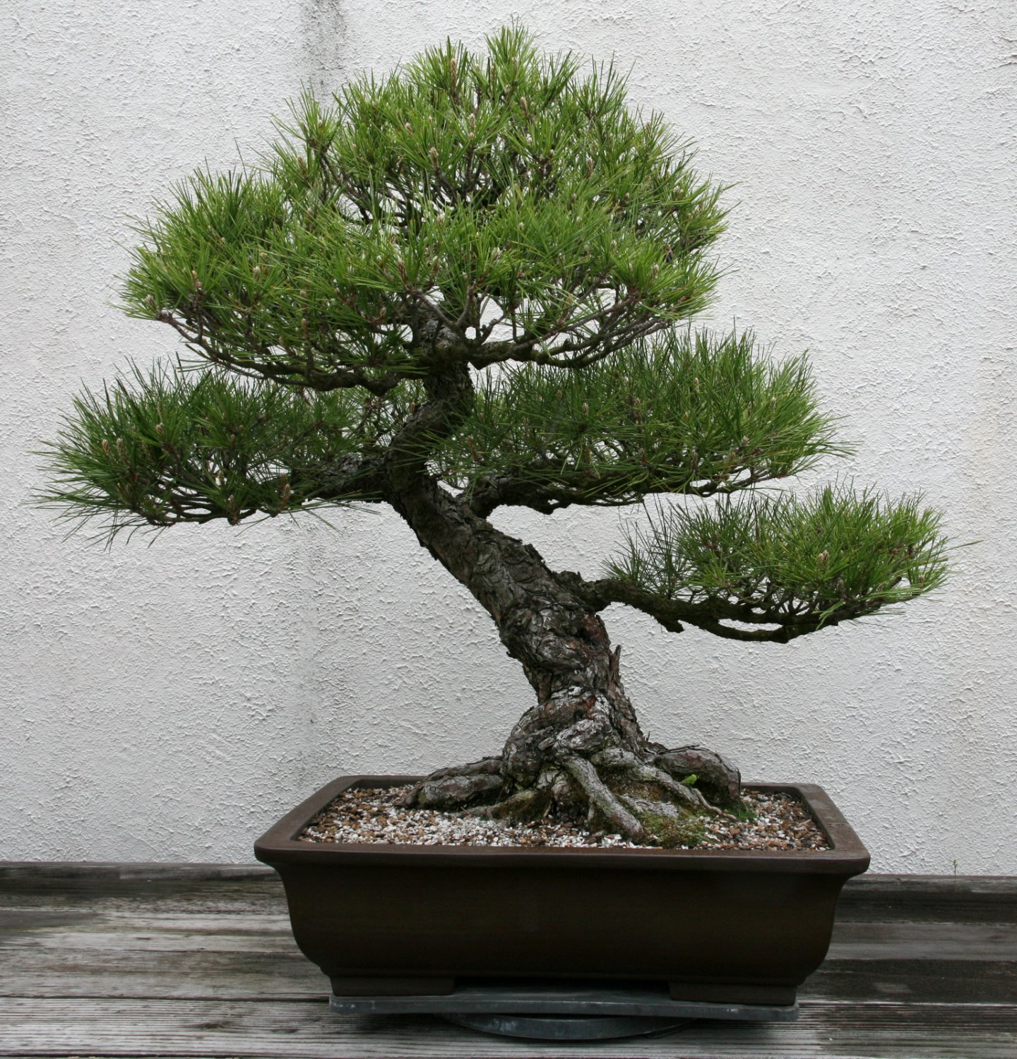 Bonsai Japanese Black Pine