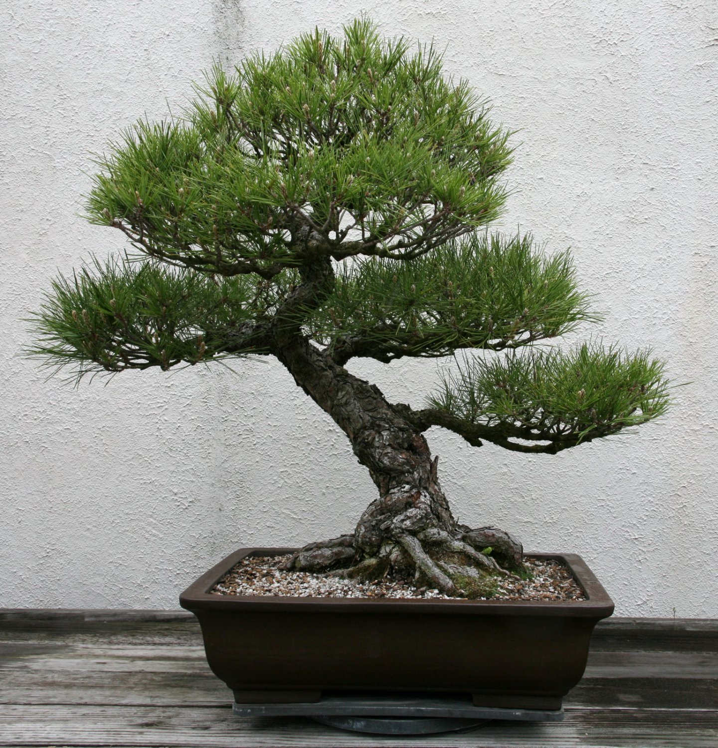 BONSAI - Japanese Black Pine