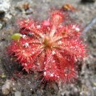 CARNIVOROUS - Drosera Spatulata