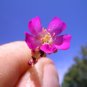 CARNIVOROUS - Drosera Spatulata