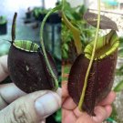 N. [(viking x Ampullaria) x Ampullaria Black Miracle] x (rafflesiana x Ampullaria Black Miracle)