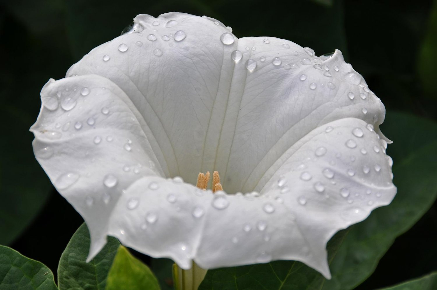 MOON FLOWER - Datura