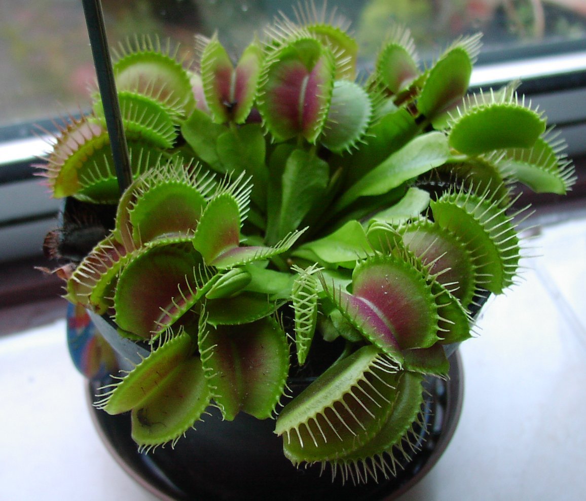 Dionaea muscipula `1979´ The Venus flytrap is a carnivorous plant nati...