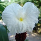 CREPE GINGER  Costus speciosus