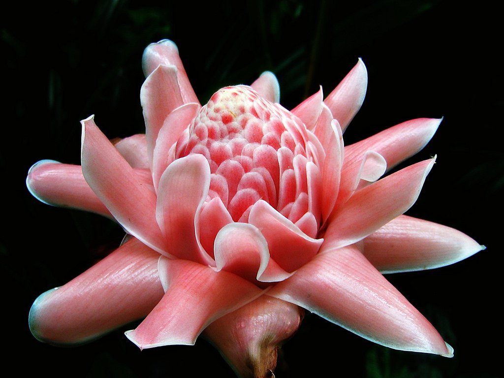 Etlingera hemisphaerica