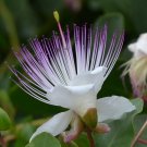 FLINDERS ROSE - Capparis spinosa