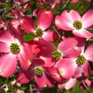 FLOWERING PINK DOGWOOD
