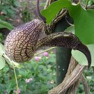GAPING DUTCHMAN'S PIPE  Aristolochia ringens