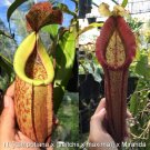 Nepenthes [kampotiana x (veitchii x maxima)] x Miranda
