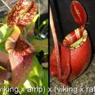 Nepenthes viking x Ampullaria x viking x rafflesiana