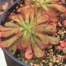 CARNIVOROUS - Drosera Venusta