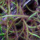 CARNIVOROUS - Drosera Binata Dichotoma