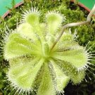 CARNIVOROUS - Drosera Burmannii