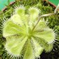 CARNIVOROUS - Drosera Burmannii