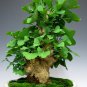 BONSAI - Maidenhair