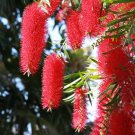WEEPING BOTTLE BRUSH - Callistemon Viminalis