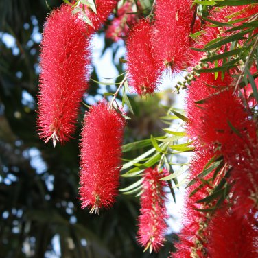 WEEPING BOTTLE BRUSH - Callistemon Viminalis