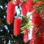 WEEPING BOTTLE BRUSH - Callistemon Viminalis