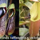 Nepenthes rafflesiana x veitchii pink