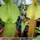 Nepenthes veitchii green x veitchii pink