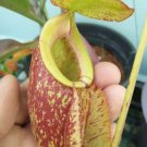 Nepenthes (Viking X Rafflesiana) X (Viking X Hookeriana)