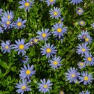 TAHOKA DAISY