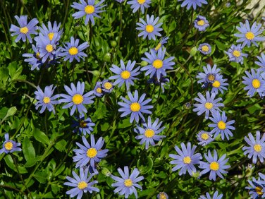 TAHOKA DAISY
