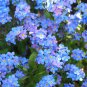 FORGET ME NOT - BLUE WATERFALL