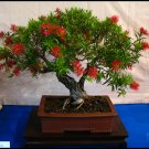 BONSAI - Bottle Brush
