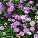 CANDYTUFT MIX