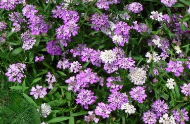 CANDYTUFT MIX