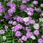 CANDYTUFT MIX