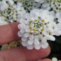 CANDYTUFT MIX