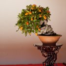 BONSAI - Persimmon