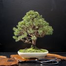 BONSAI - White Spruce