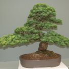 BONSAI - Chinese White Pine