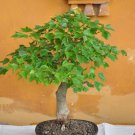 BONSAI - Montpellier Maple