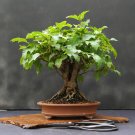 BONSAI - Amur Maple
