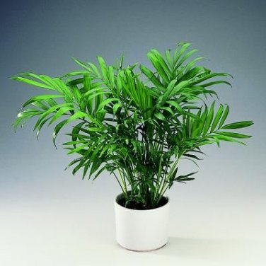 Parlor Palm - Chamaedorea Elegans