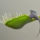 CARNIVOROUS - Venus Flytrap - Dionaea muscipula - 'King Henry'