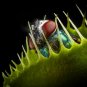 CARNIVOROUS - Venus Flytrap - Dionaea muscipula - 'King Henry'