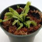CARNIVOROUS - Venus Flytrap - Dionaea muscipula - 'King Henry'