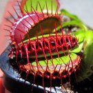 CARNIVOROUS - Venus Flytrap - Dionaea muscipula - 'Purple Ambush'