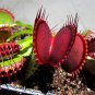 CARNIVOROUS - Venus Flytrap - Dionaea muscipula - 'Purple Ambush'